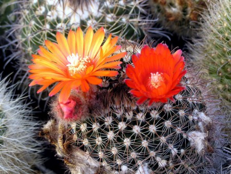 Parodia mercedesiana